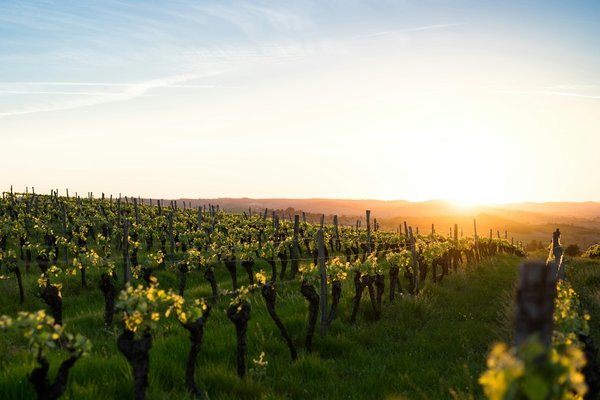 Comment organiser une visite des vignobles de Napa Valley, USA?