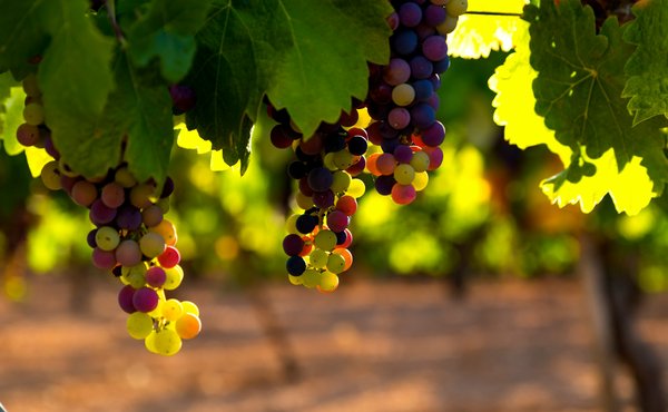 Comment organiser une visite des vignobles de la région de Bordeaux, France?